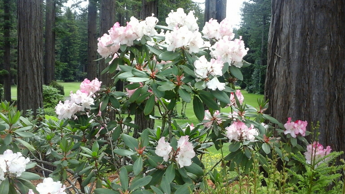 18 05 26 rhododendron
